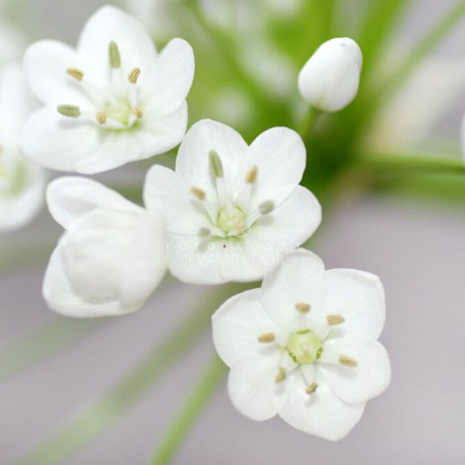 exklusive Natur-Wandbilder