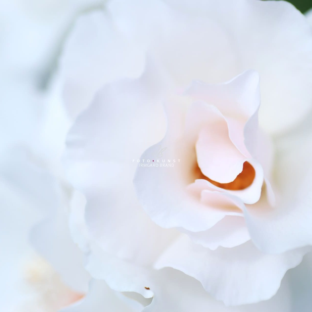 exklusive Natur-Wandbilder