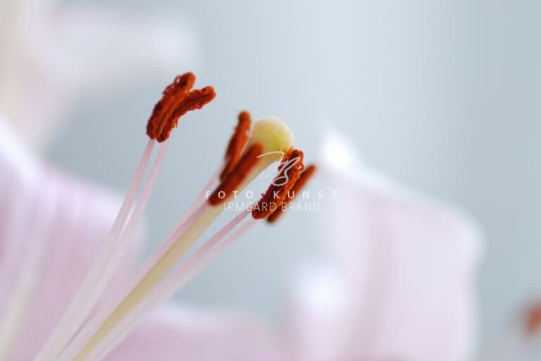 exklusive Natur-Wandbilder