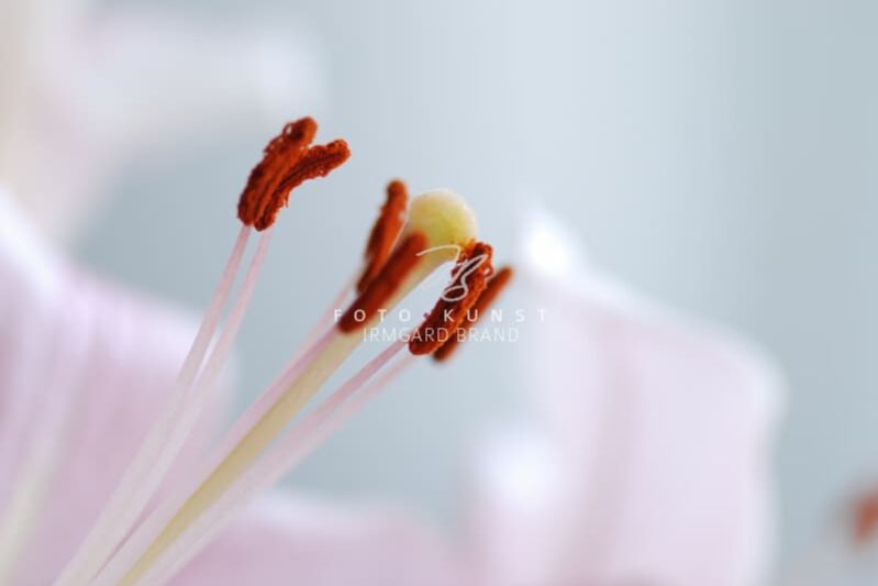 DSC_0540 exklusive Natur-Wandbilder