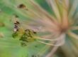 exklusive Natur-Wandbilder