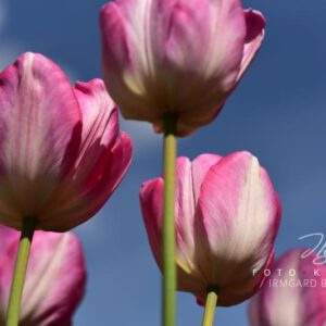 exklusive Natur-Wandbilder