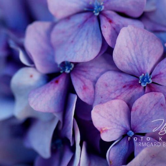 exklusive Natur-Wandbilder