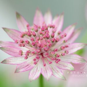 exklusive Natur-Wandbilder