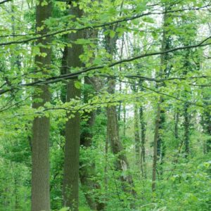 exklusive Natur-Wandbilder
