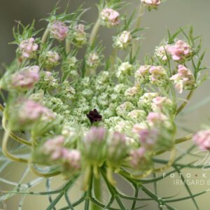 exklusive Natur-Wandbilder