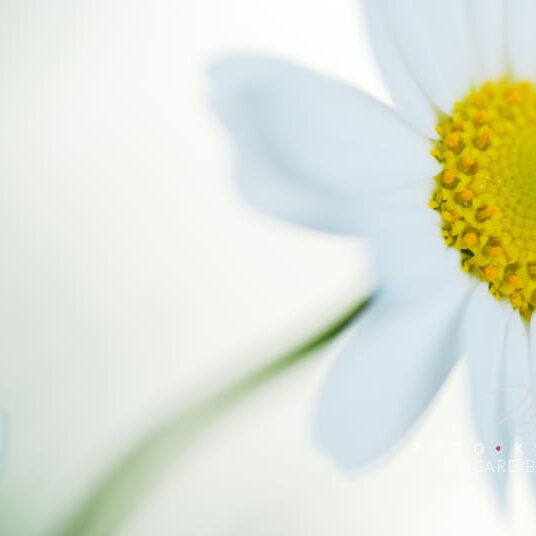 exklusive Natur-Wandbilder