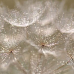 exklusive Natur-Wandbilder