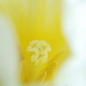 exklusive Natur-Wandbilder