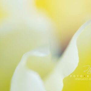 exklusive Natur-Wandbilder