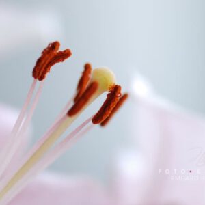 exklusive Natur-Wandbilder