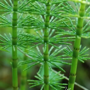 exklusive Natur-Wandbilder