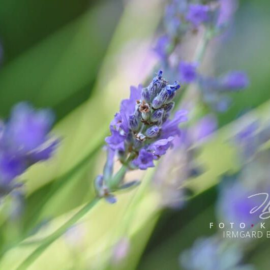 exklusive Natur-Wandbilder