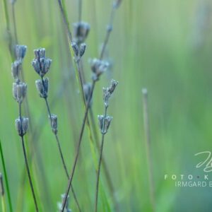 exklusive Natur-Wandbilder