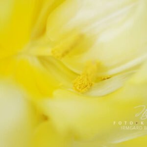 exklusive Natur-Wandbilder