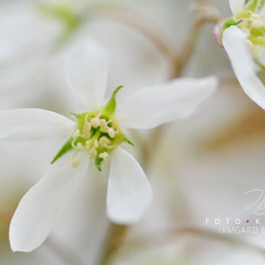 exklusive Natur-Wandbilder