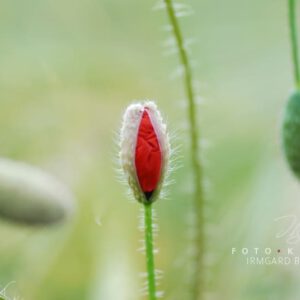 exklusive Natur-Wandbilder