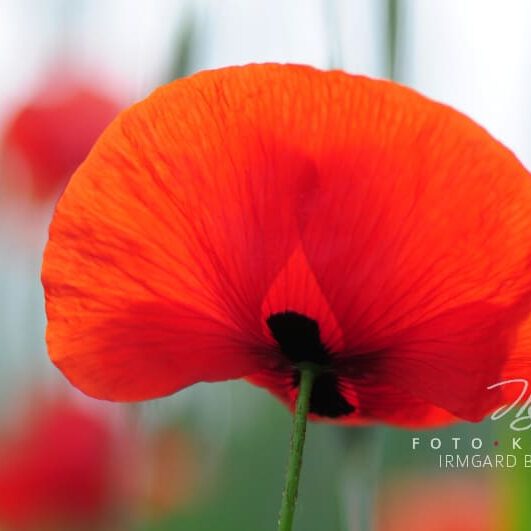 exklusive Natur-Wandbilder