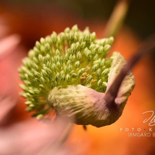 exklusive Natur-Wandbilder