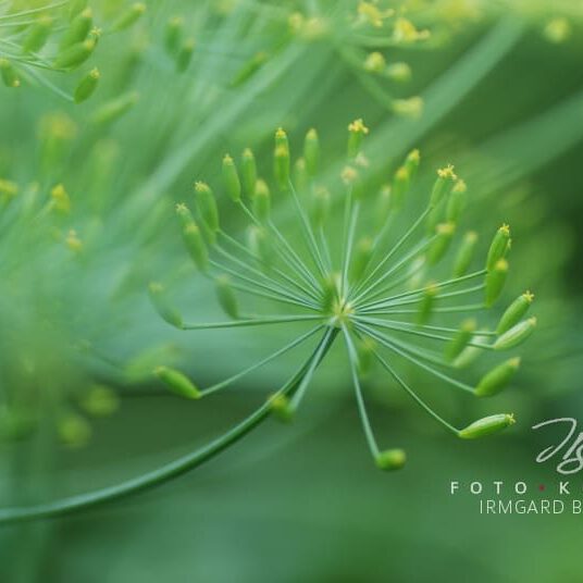 exklusive Natur-Wandbilder