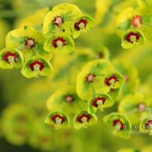 exklusive Natur-Wandbilder