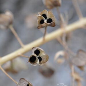 exklusive Natur-Wandbilder