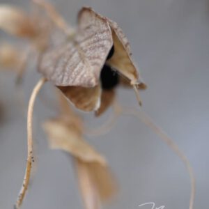 exklusive Natur-Wandbilder