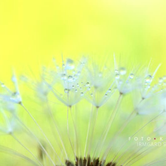 exklusive Natur-Wandbilder