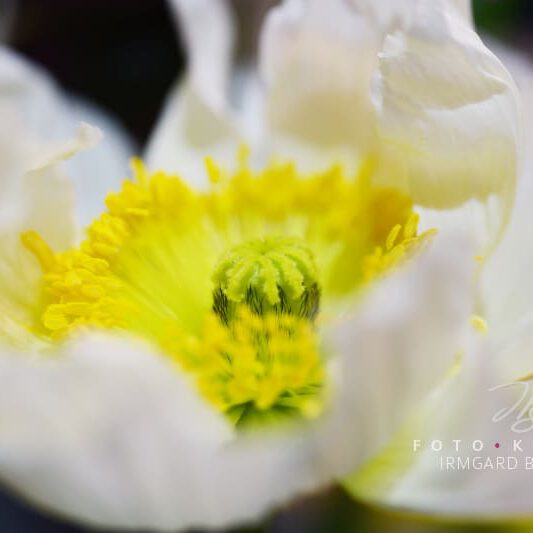 exklusive Natur-Wandbilder