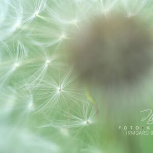 exklusive Natur-Wandbilder