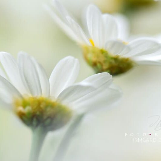 exklusive Natur-Wandbilder