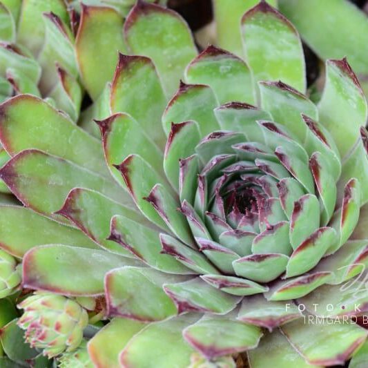 exklusive Natur-Wandbilder