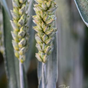 exklusive Natur-Wandbilder