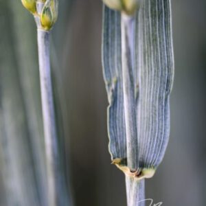 exklusive Natur-Wandbilder