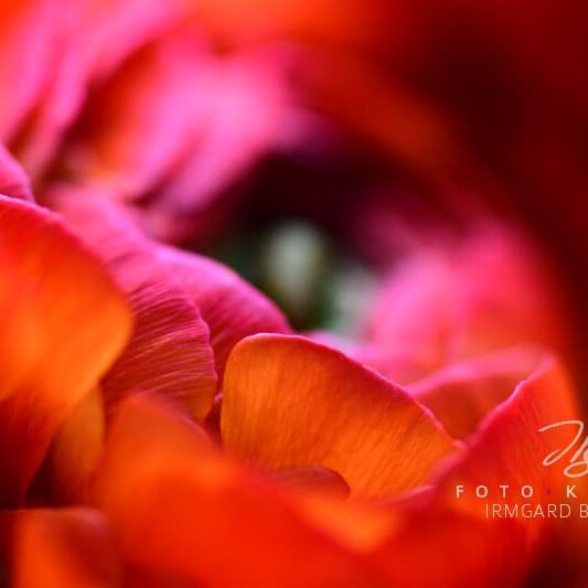 exklusive Natur-Wandbilder