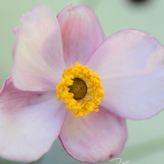 exklusive Natur-Wandbilder