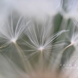 exklusive Natur-Wandbilder