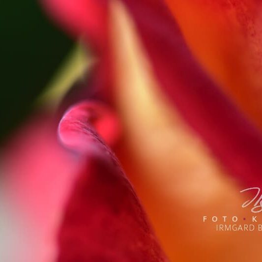 exklusive Natur-Wandbilder