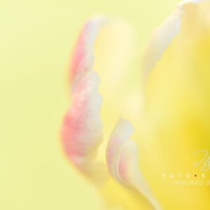 exklusive Natur-Wandbilder