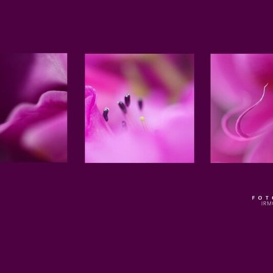 exklusive Natur-Wandbilder