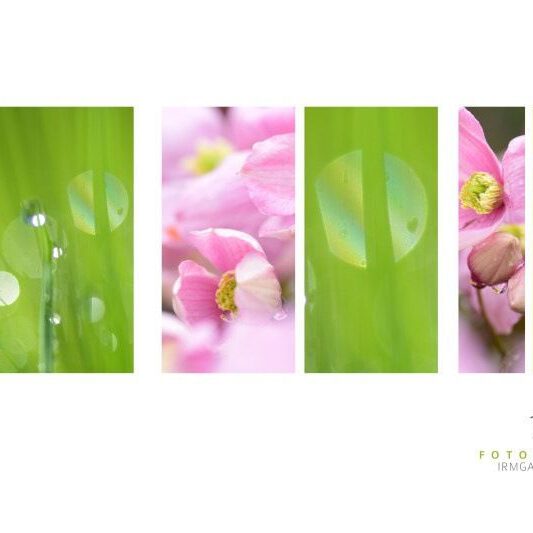 exklusive Natur-Wandbilder