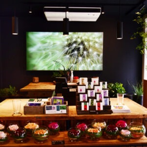 Dimmbares Wandbild Pusteblume