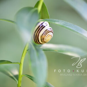 Auf der Reise - Wandbild - Pflanze mit Schnecke