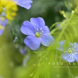 Blumen Wandbild - Duft des Glückes