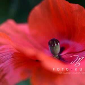 Wanbild mit Mohnblume