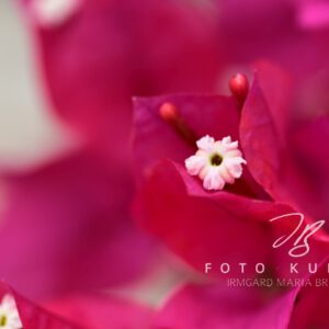 Wandbild mit schöner Blüte