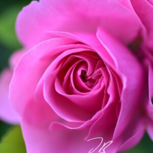 Rose Wandbild